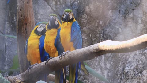 Three Macaws On Branch In the jungle