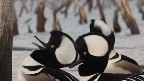 Hooded merganser getting all fired up for the lady’s