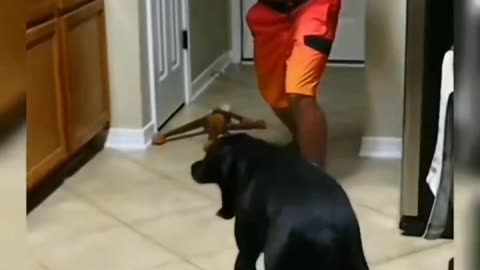 Dog Best acting in the world 🤣🤣 viral instagram reel