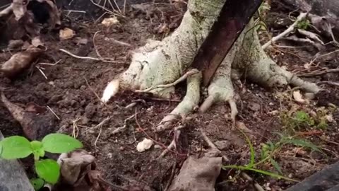 How to Grow bonsai tree