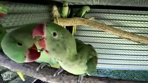 Baby parrots are playing