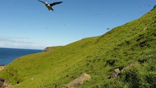 Massive puffin fly past on Shiant Isles, Scotland