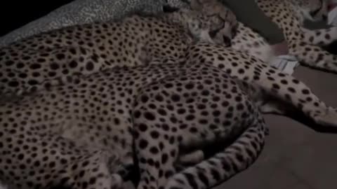 Sweet cheetah babies!