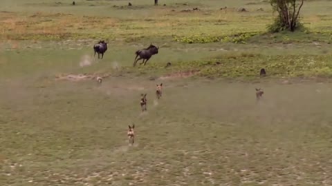 The power of the pack! Wild dogs' AMAZING relay hunting strategy _ Life Story -