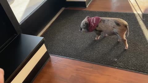 Tiny Piggy Zoomies