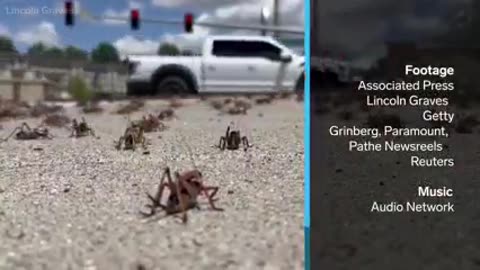 Millions of Mormon crickets are invading homes and destroying crops in northern Nevada.