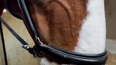 Stallion Enjoys Having His Nostrils Massaged