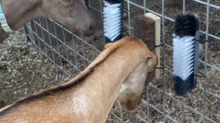 Goats Enjoy Their New Scratching Toys