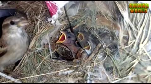 Sparrow feeding their chicks in the nest