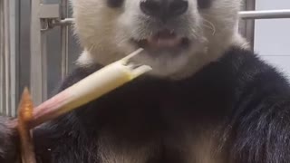 Giant Panda: have you had dinner 🐼