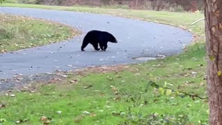 Stroll in the Park Interrupted by Bear Crossing