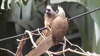 Video Of Birds Perched On A Branch