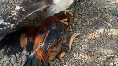 EAGLE 🦅 COCK 🐓 FIGHTING