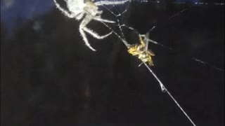 Spider Catches Yellow Jacket in Its Web