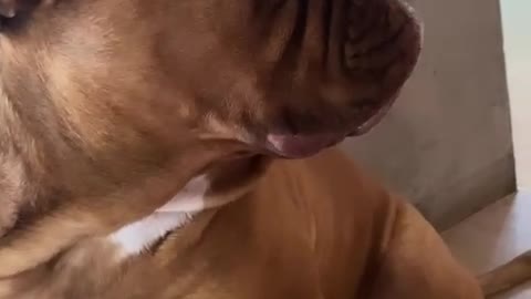 Dog doesn't like to be called attention