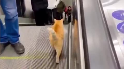 The cat goes against the escalator
