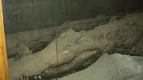 MUMMIE ANIMALI DELL'ANTICO EGITTO DOCUMENTARIO gli egiziani adoravano gli animali che ci facevano gli idoli da adorare come divinità,li adoravano così tanto che poi se li mummificavano pure..erano zoolatri e idolatri