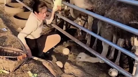 Feeding Ostriches is not easy 😍