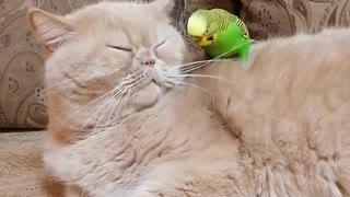 Кот и птица, милые животные #229