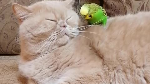 Кот и птица, милые животные #229