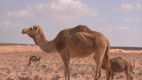 Camel Video