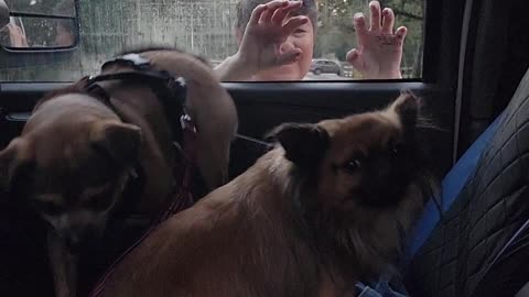 Little dog goes nuts as mom clicks on glasd