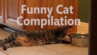 Funniest Cat Videos Compilation