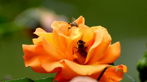 Orange roses