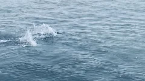 Channel Islands National Park Dolphin Nursery Pod