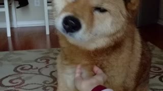 Dog enjoys a chin rub