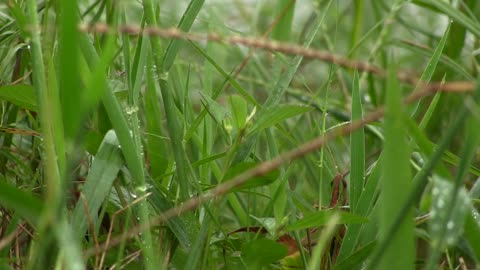 Grasshopper Camouflage Grass Bug Green Nature