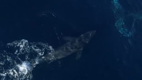 A Newborn Gray Whale Learns to Swim