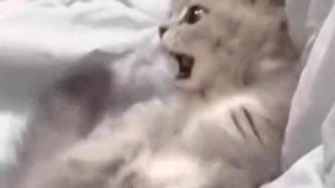 Fanny cat videos | kitty cat video | Cute cat videos | Pet Animal Video