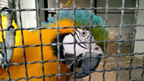 Macaw parrots 🦜