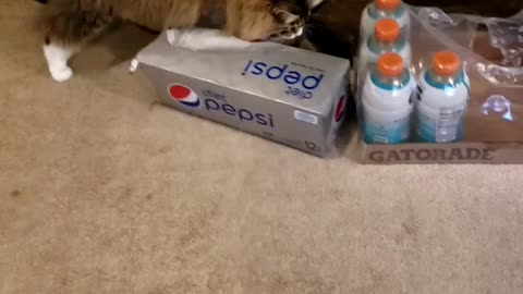 Petunia The Norwegian Forest Cat Playing With Her Favorite Ball