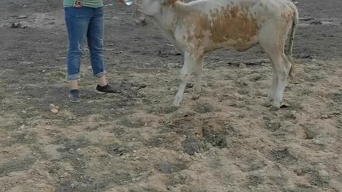 Volunteers rescue animals in Yakutia after huge fires