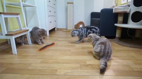Cats' Reaction to a Giant Centipede ISURI&NOEL CATs STORY]