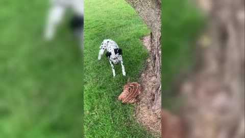 LION KING ATTACKING Best Funniest Animal 😍 2022 🥰Funny Dog