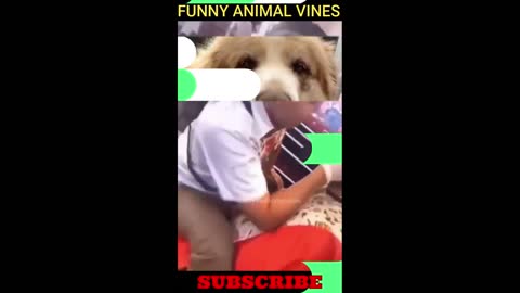 funny animals | funny animal videos short | funny pets videos #2 | funny cat and dog videos