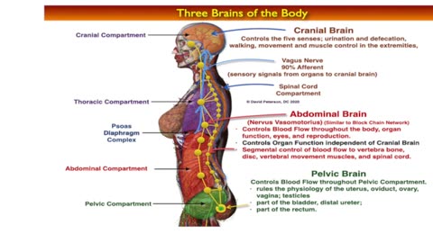 Challenging the Gut Brain Axis: Why We Need to Rethink Its Influence