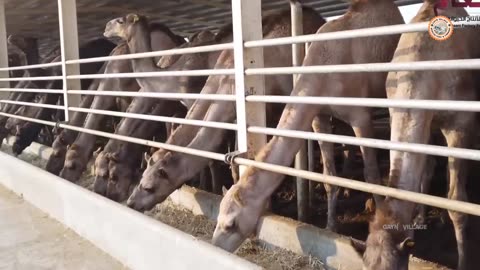 Modern Camel Meat Processing Factory -- - Camel Farming Technology Produces Meat and Milk --