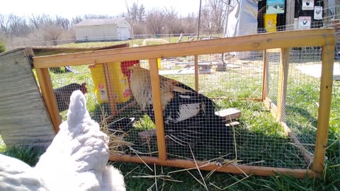 Injured Rooster