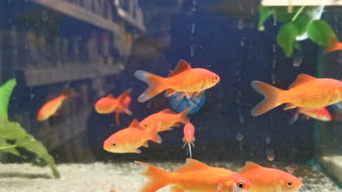Small gold fish