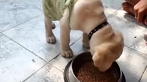 Cute_dog___Puppy_training_video___#short_#dog_#puppytraining(480p)