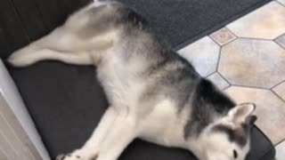 Husky Loves to Run in His Sleep