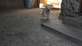 Dog at grandma's house