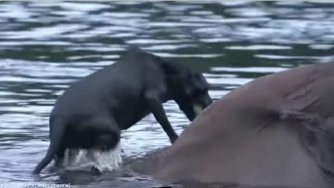 Friendship has no boundaries, incredible friendship between an elephant and a dog