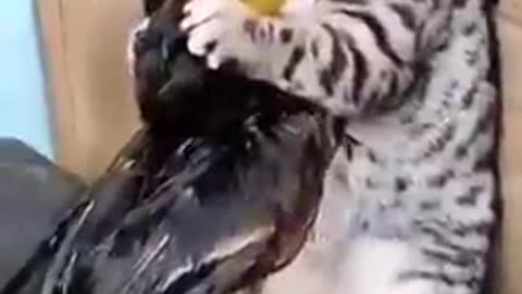 Funny cat fighting with duck 😂