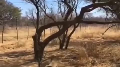 Watch a bouncy leopard leap onto the ceiling to catch a bird easily | wildlife animals