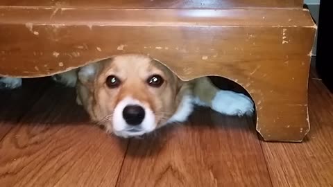 Corgi gets caught under drawer